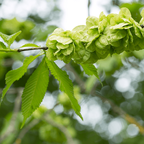 Slippery elm