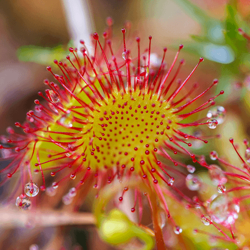 Sundew