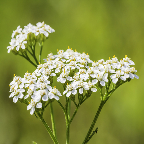 Yarrow