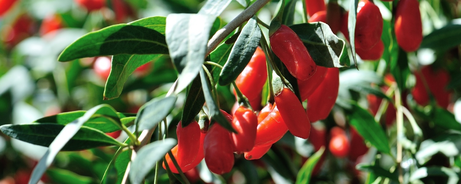 Goji Berries